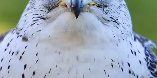 Raptor Night at the Cat - Come draw a beautiful bird with us, once-monthly! All ages welcome!