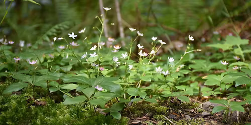 Community Hike: Forest Mindfulness