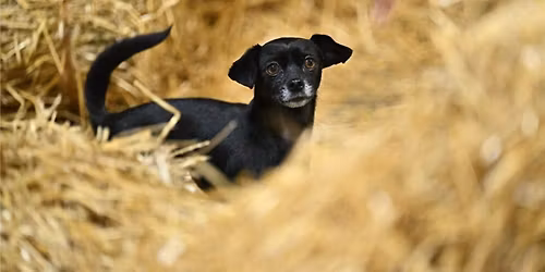 Cudahy Kennel Club Barn Hunt Trial May 8-10, 2026