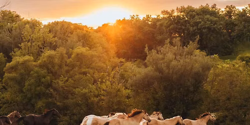 Sunday Soundbath & Commune with the Horses of Folly & Friends in Birdsboro