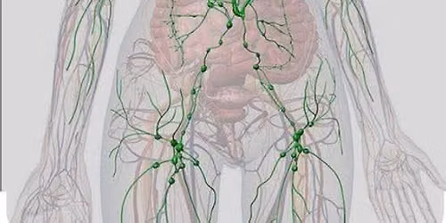 Lymph Flow