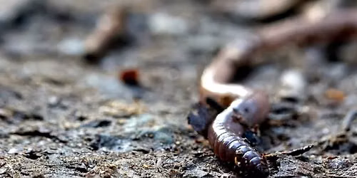 Vermicomposting