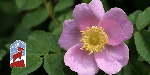 Connecting with Nature: Deepening Relationships with Native Plants