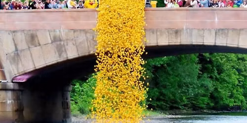 Duck Race & Festival 