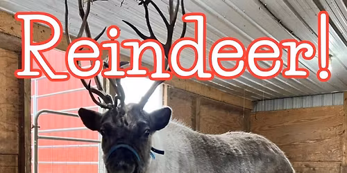 Reindeer at Lowe's Greenhouse