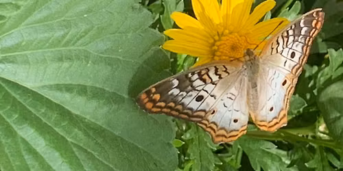 Gardening for Butterflies & Pollinators