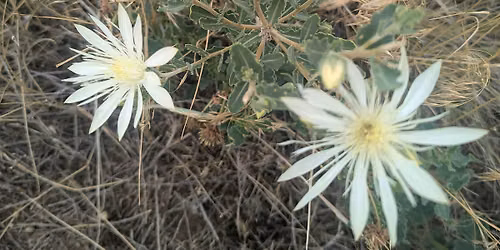Aurora Native Seed Swap