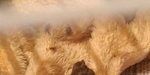 Vale wildlife hedgehog basic training 