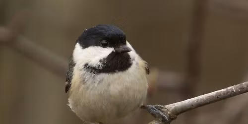 Tick and Twitch Challenge