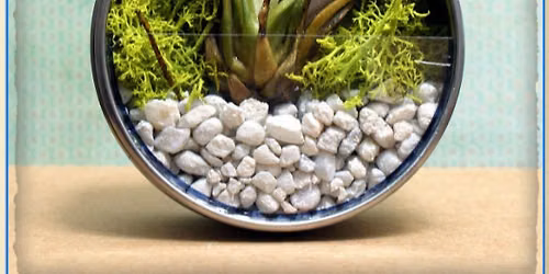 ToshWerks Craft Workshop: Air Plant Magnets