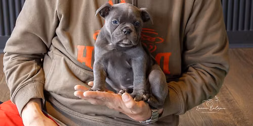 Pop-Up Puppy Yoga with squishy, wrinkly Old English Bulldoggs
