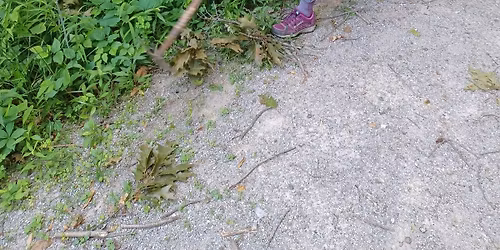W**d Wrangle Wednesday at Stockwell Woods