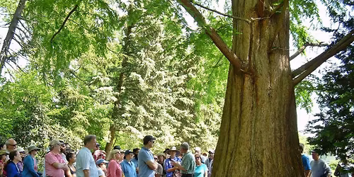 Tree Tour with Arborist John Kehoe