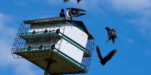 Feathered Friends: Purple Martins