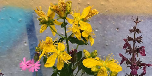 Lunchtime Talks at Kendal Museum: A Cumbrian Herbal History