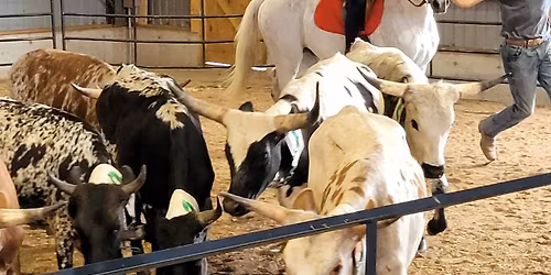 beginner cattle sorting clinic