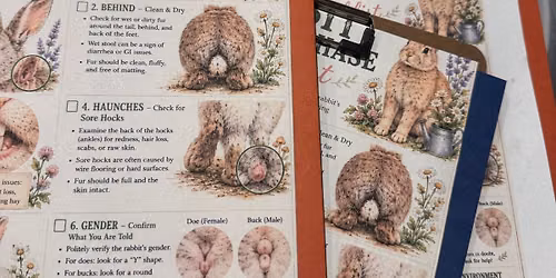 Rabbit Husbandry course and foster  