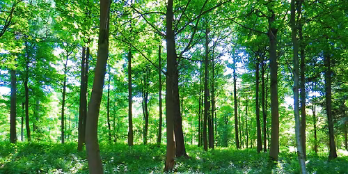 Waldbaden in Potsdam