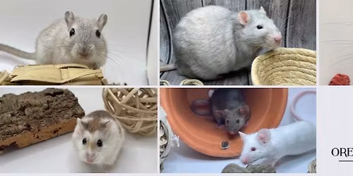 OSAR at 5th street mini market 