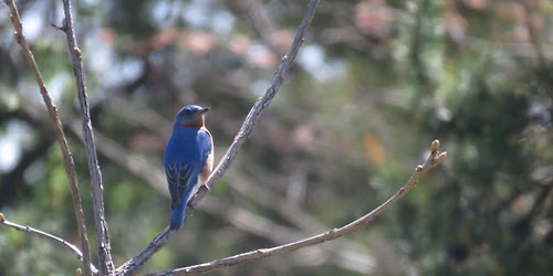 Tracking Bird Migration 