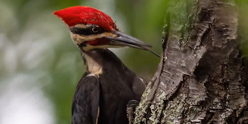 Boro Birding 101 - Part 2