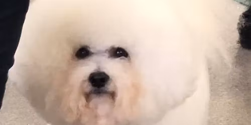 Puppy Socialisation & Lifeskills Course