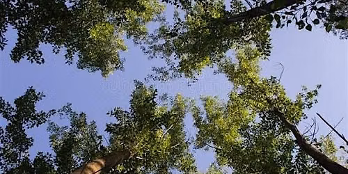 Harm Reduction & Medicinal Plants: A Guided Nature Walk