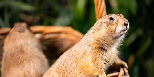 Cruise to Village Green - Scales & Tales Traveling Zoo