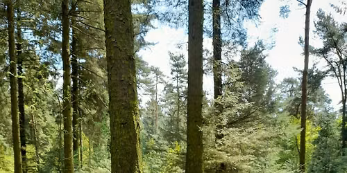 Evening of Forest Bathing at Sutton Bank National Park