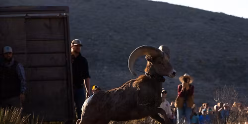 Parking Deathtrap - Franklin