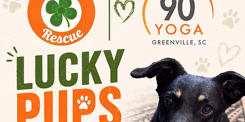 Lucky Pups and Yoga! 