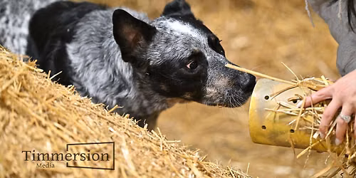 Cudahy Kennel Club Barn Hunt Trial November 20 - 22, 2026