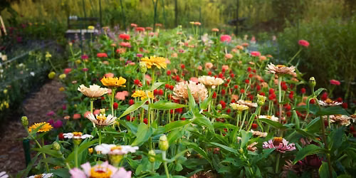 U-Pick Flower Farm Experience