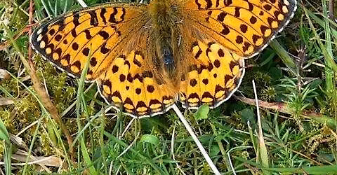 17th July \u2013 9th August: Big butterfly count 2026!