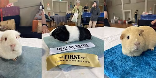 Guinea Pig Show
