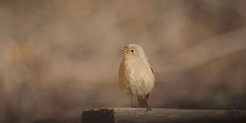 Les oiseaux des jardins \u00e0 Vitrolles