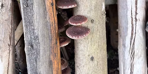 Cultivo Caseiro de Cogumelos