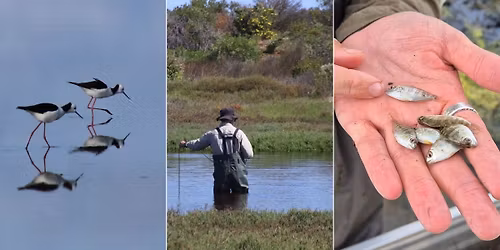 Ecology of the Vasse Wonnerup Wetlands: Revitalising Geographe Waterways Science Update