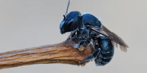 Mason Bees 101: Set Your Bees Up for Success