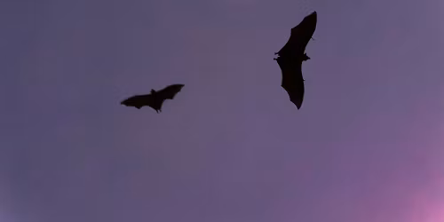 Guided Bat Walk