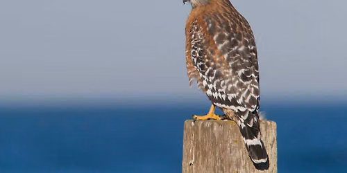 Raptor Migration Watch