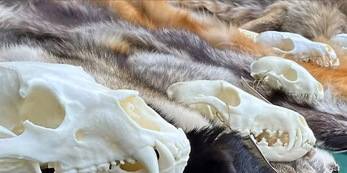 Furs, Skulls, and Scales