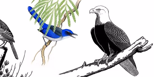 Birds of California\u2019s Channel Islands