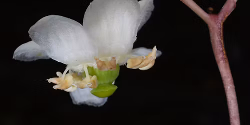 Upstate Field Trip: Hike the Pipsissewa Trail at Paris Mountain State Park