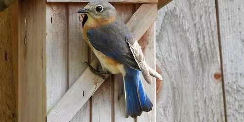 Hitchcock Woods Field Program - Bluebird Nestbox Monitoring