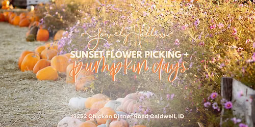 Sunset Flower Picking & Pumpkins