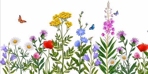 \u0150shonos vadvir\u00e1gok - beporz\u00f3bar\u00e1t kertek: El\u0151ad\u00e1s a Kisdi\u00f3fa Kertben