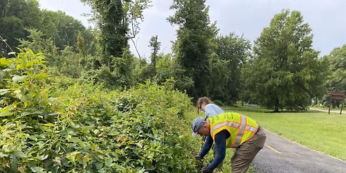 Invasive Vegetation and Trash Cleanup at Belle Haven Park