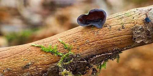 Fascinating Fungi Workshop