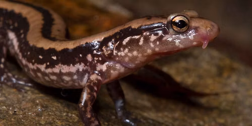 Salamander Meander